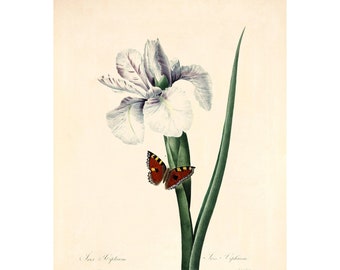 Iris Vintage Lithographie (um 1828) - Giclee Fine Art Print - Gerahmt / Ungerahmt / Leinwand
