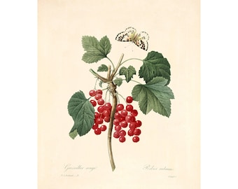 Op de afbeelding: Een botanische illustratie van rode bessen aan een tak met groene bladeren. Een witte vlinder met zwarte markeringen zit op een blad. De tekst "Groseiller rouge" en "Ribes rubrum" staat onder de afbeelding.