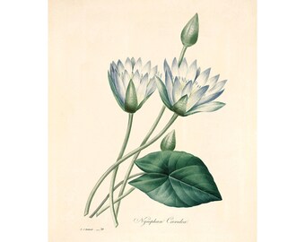 専用ほかのかた発送×抽象画　interiorl ithograph Nymphaea Vintage Lithograph (c. 1828) - Giclee Fine Art