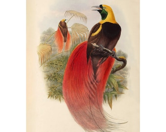 Raggiana Bird-of-Paradise Lithographie - Giclee Fine Art Print - Gerahmt/Ungerahmt/Leinwand