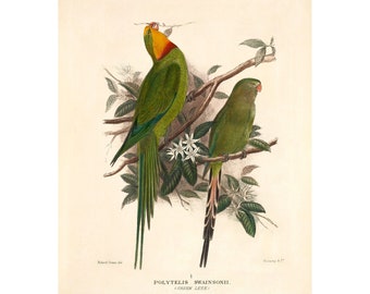 Green Leek Parrot Fine Art Print - Vintage Lithograph from 1916 - A4/A3 Framed/Unframed