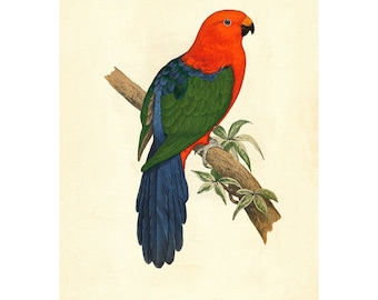 Australian King Parrot Vintage Illustration - Giclee Fine Art Print - Framed / Unframed / Canvas