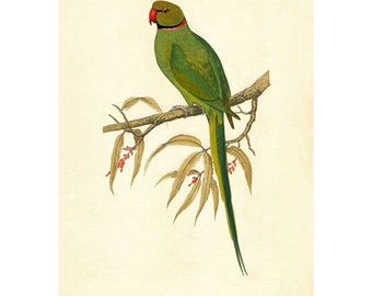 Ring-Necked Parrot Parrot Vintage Illustration - Giclee Fine Art Print - Framed / Unframed / Canvas