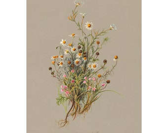 Stinking Chamomile or Wild Chamomile Vintage Lithograph (c. 1911) - Giclee Fine Art Print - Framed/Unframed/Canvas