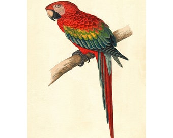 Scarlet Macaw Vintage Illustration - Giclee Fine Art Print - Framed / Unframed / Canvas