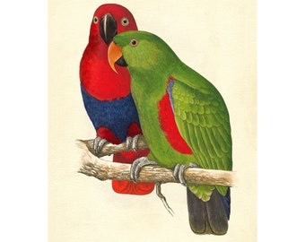New Guinea Eclectus Parrot Vintage Illustration - Giclee Fine Art Print - Framed / Unframed / Canvas