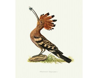 1958 Hoopoes Vintage Lithograph FramedUnframed - Giclee Fine Art Print