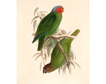 Red-Cheeked Parrot Fine Art Print - Vintage Lithograph from 1916 - A4/A3 Framed/Unframed