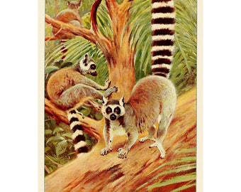 Ring-Tailed Lemur Fine Art Print - Antique Lithograph from 1916 - Framed/Unframed