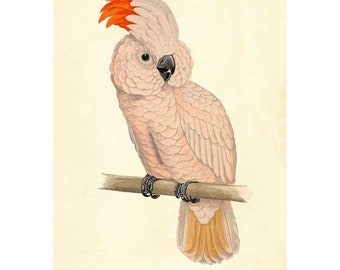 Salmon-Creasted Cockatoo Vintage Illustration - Giclee Fine Art Print - Framed / Unframed / Canvas