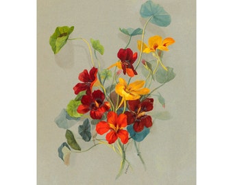 Nasturtium Vintage Lithograph (c. 1911) - Giclee Fine Art Print - Ingelijst/ingelijst/Canvas
