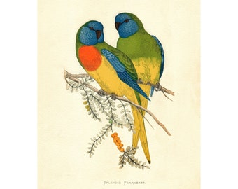Scarlet-Chested or Splendid Parrots Vintage Lithograph - Giclee Fine Art Print - Framed/Unframed/Canvas