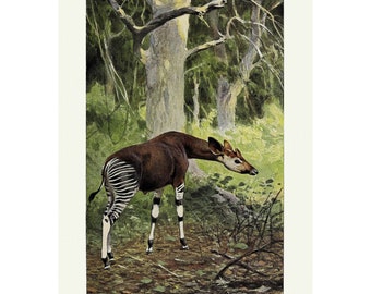 Okapi Antique Lithograph - Giclee Fine Art Print - Framed/Unframed