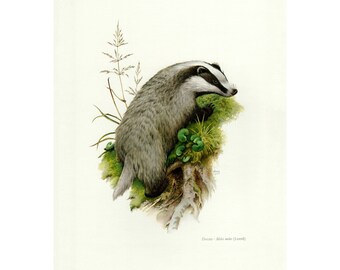 Wildlife /& Nature Gifts Wall Art Hand Drawn Animal Print Badger no2