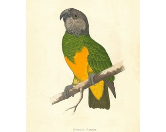 Senegal Parrot Parrot Vintage Illustration - Giclee Fine Art Print - Framed / Unframed / Canvas