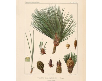 Chir Pine or Longleaf Indian Vintage Lithograph (c. 1912) - Giclee Fine Art Print - Framed/Unframed/Canvas