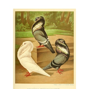 May include: Three pigeons with ruffled feathers, one white, one gray, and one dark gray with white markings. The pigeons are perched on a stone ledge in a garden setting. The image is titled "EINFARBIGE PERÜCKENTAUBEN. (C. cucullata.)"