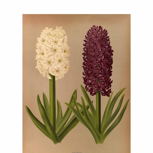 Hyazinthenarten Giclee Fine Art Print - Gerahmt / Ungerahmt