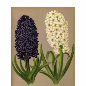 Hyazinthen Giclee Fine Art Print - Gerahmt / Ungerahmt
