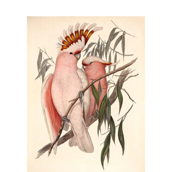 Pink Cockatoo Giclee Print - Leadbeater's Cockatoo Antique Lithograph - A4/A3 Framed/Unframed