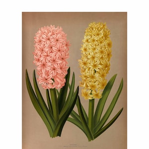 Hyazinthen Blumen Giclee Fine Art Print - Gerahmt / Ungerahmt