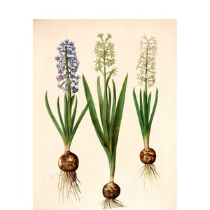 Hans Simon Holtzbecker : &quot;Hyacinthos Orientalis&quot; - Garden Hyacinth Giclee Fine Art Print - Framed/Unframed/Canvas