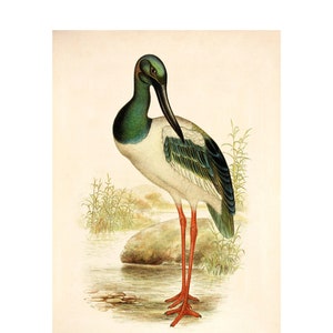 Reiher Giclée-Druck Vogel Antik Lithographie - Gerahmt / Ungerahmt