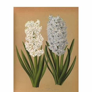Giclee-kunstdruk hyacintplanten: ingelijst/ingelijst