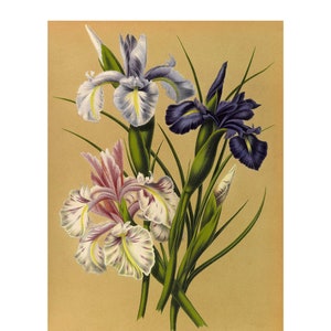 English Iris Giclee Fine Art Print - Framed / Unframed