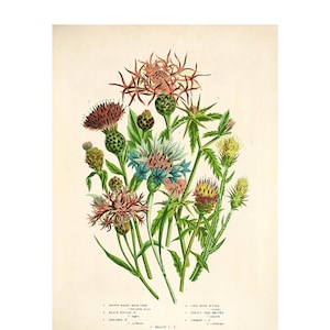 Peut inclure: Une illustration botanique vintage d'un bouquet de fleurs sauvages roses, bleues et jaunes. Les fleurs sont identifiées par des numéros et des noms, dont "Centaurée à rayons bruns", "Centaurée noire", "Grande centaurée", "Bleuet des champs", "Chardon étoilé du Jersey" et "Chardon étoilé jaune".