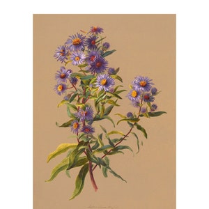 Vintage New England Asters Vintage Lithograph (c. 1911) - Giclee Fine Art Print - Framed/Unframed/Canvas