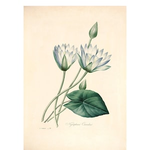 Nymphaea Vintage Lithograph (c. 1828) - Giclee Fine Art Print - Framed/Unframed/Canvas