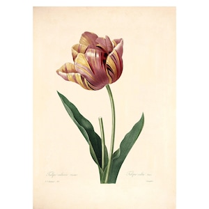 Tulip Vintage Lithograph (c. 1828) - Giclee Fine Art Print - Framed/Unframed/Canvas