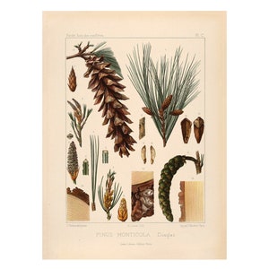 California Mountain oder Silver Pine Vintage Lithographie (um 1912) - Giclee Fine Art Print - Gerahmt / Ungerahmt / Leinwand