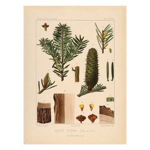 Momi Fir Vintage Lithograph (c. 1912) - Giclee Fine Art Print - Framed/Unframed/Canvas