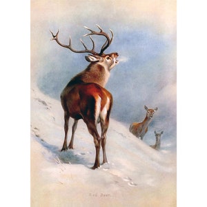 Red Deer - Giclee Fine Art Print - Framed/Unframed/Canvas