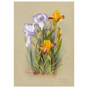 Iris Vintage Lithograph (c. 1911) - Giclee Fine Art Print - Framed/Unframed/Canvas