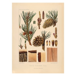 May include: A botanical illustration of the Pinus pungens, also known as the prickly pine, with detailed drawings of the needles, cones, and bark. The illustration is from the book "Parde loon des conferes" by Le Chal Paris.
