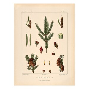 Austrian or Black Pine Vintage Lithograph (c. 1912) - Giclee Fine Art Print - Framed/Unframed/Canvas