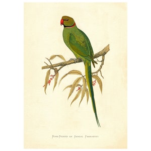 Ilustración vintage de loro de cuello anillado: impresión artística giclée, enmarcada, sin enmarcar, sobre lienzo