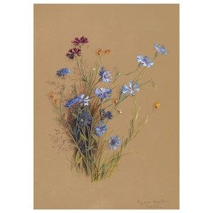 Cornflower or Bachelor&#39;s Button Vintage Lithograph (c. 1911) - Giclee Fine Art Print - Framed/Unframed/Canvas