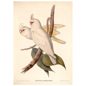 Blue-Eyed Cockatoo Vintage Illustration - Fine Art Print - Framed / Unframed / Canvas