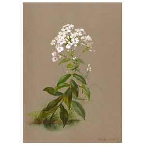 Garden Phlox Vintage Lithograph (c. 1911) - Giclee Fine Art Print - Framed/Unframed/Canvas