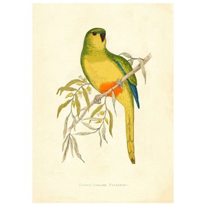 Orange-Bellied Parrot Vintage Illustration - Giclee Fine Art Print - Framed / Unframed / Canvas