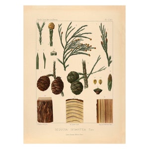 Giant Sequoia Vintage Lithograph (c. 1912) - Giclee Fine Art Print - Framed/Unframed/Canvas