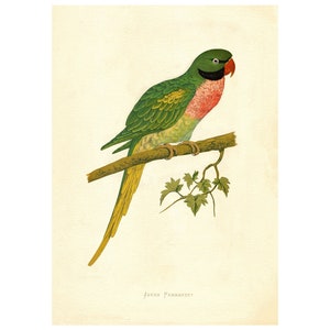 Peut inclure: Un perroquet de Java vert et jaune avec un bec rouge perché sur une branche avec des feuilles vertes. L'oiseau a une poitrine rose et une bande noire autour de l'œil. Le texte "Javan Parrakeet" est écrit sous l'oiseau.