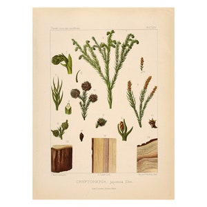 Sugi or Japanese Cedar Vintage Lithograph (c. 1912) - Giclee Fine Art Print - Framed/Unframed/Canvas