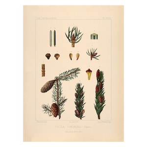 Serbian SpruceVintage Lithograph (c. 1912) - Giclee Fine Art Print - Framed/Unframed/Canvas
