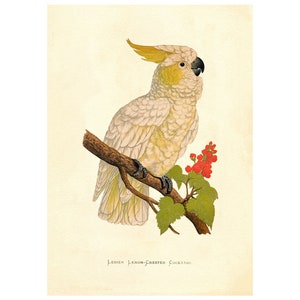Yellow-Crested Cockatoo Vintage Illustration - Giclee Fine Art Print - Framed / Unframed / Canvas