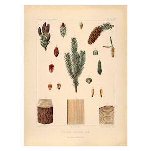 Norway or European Spruce Vintage Lithograph (c. 1912) - Giclee Fine Art Print - Framed/Unframed/Canvas